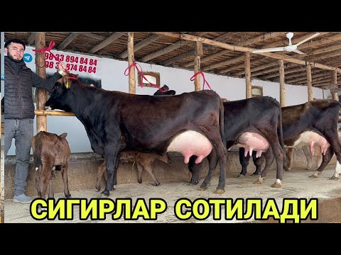 Видео: ШОМИРОДНИ БОЗОРИДА СУТДОР ТИГДОР СИФАТДОР 3 ТА СИГИРЛАР СОТИЛАДИ ХИЛЛАРИ SIGIRLAR 12 ноября 2024 г