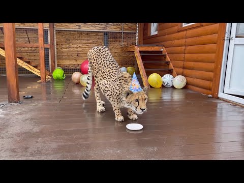 Видео: С Днём Рождения, Герда!