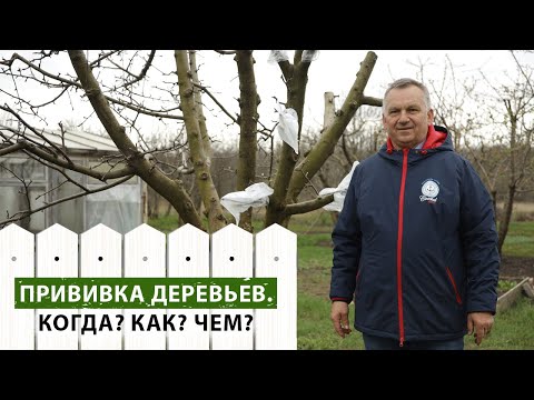 Видео: Что вы не знали о прививке плодовых деревьев? Эксперт расскажет!