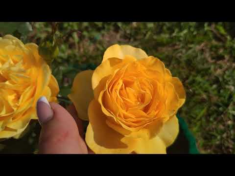 Видео: Утренняя прогулка по розам. Зацвели новые розы...🌹🌹🌹(с названиями сортов)
