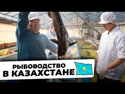 Видео: ОГРОМНАЯ МАРЖА. Что Прибыльней Всего ВЫРАЩИВАТЬ На ФЕРМЕ УЗВ в КАЗАХСТАНЕ?