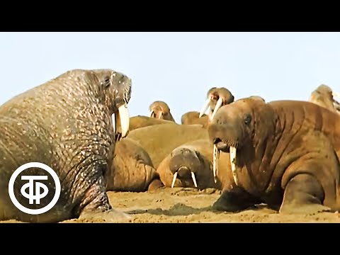 Видео: Моржи. Документальный фильм (1971)