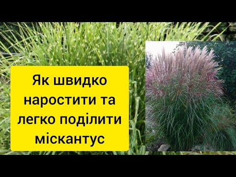 Видео: Як правильно посадити міскантус, щоб легко поділити ☝️