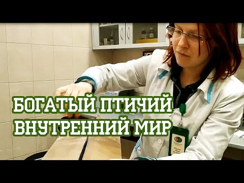 Видео: Тайна очень ручного ястреба и вороны-нежити