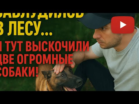 Видео: Прогулка обернулась выживанием: мы с Альфой против двоих
