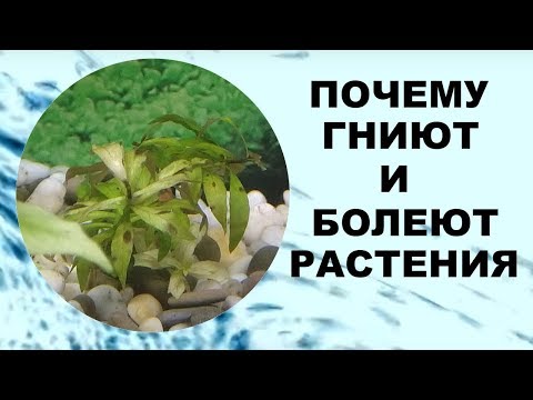 Видео: Почему гниют и болеют растения в аквариуме.