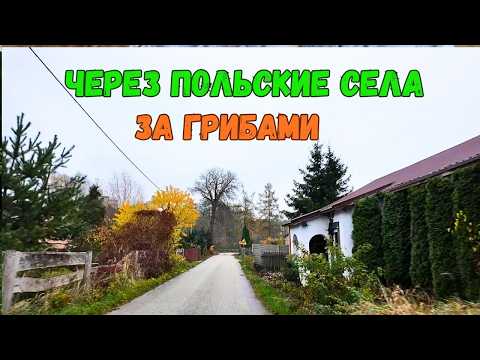 Видео: 🍂🍁Осень в ПОЛЬСКОМ 🏡СЕЛЕ. По живописным польским деревням и лесам, за 🍄 ГРИБАМИ!!