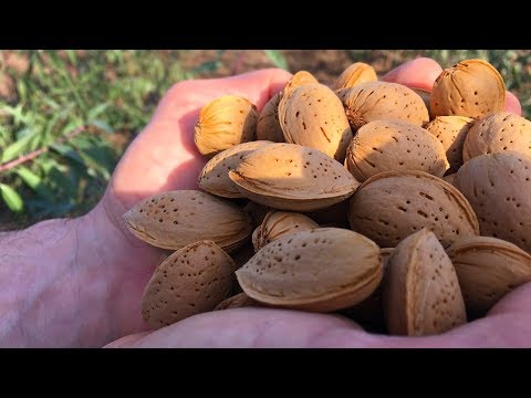 Видео: Как правильно посадить миндаль / Подвой для персика / how to plant almonds