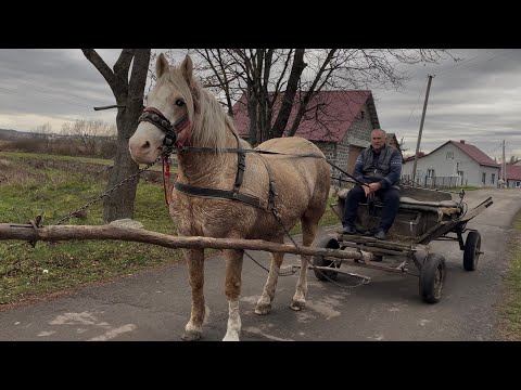 Видео: Кобила Ізабель на продажу😎Прекрасна ізебелова кобила Жеребна по Володимирівському жеребцю👍