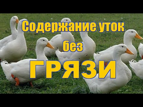 Видео: Выращивание уток в закрытых вольерах. КАК ИЗБАВИТЬСЯ ОТ ГРЯЗИ ПРИ СОДЕРЖАНИИ УТЯТ.Утки, муларды.