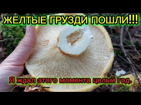 Видео: ЖЕЛТЫЕ ГРУЗДИ ПОШЛИ!!! 