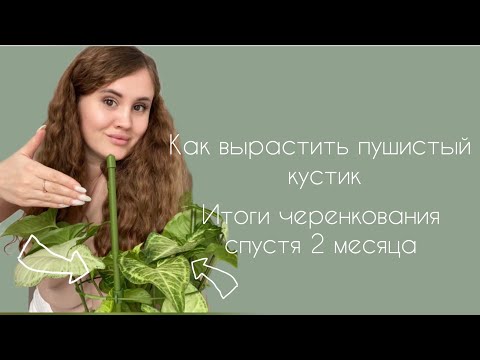 Видео: Сингониум Вайт Батерфляй|черенкование|укоренение|уход