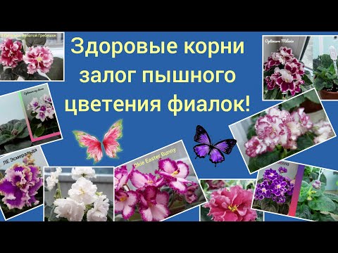 Видео: Раскрываю секрет корневой системы, сделайте так и фиалка пышно зацветёт!