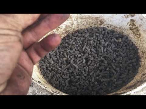 Видео: Гранулированная Овечьей Шерсти! Для Сева Вместе с Зерновыми! Granulated Sheep's Wool!