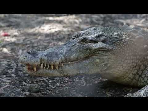 Видео: 11 вещей, которые НЕЛЬЗЯ делать в Австралии — ОБЯЗАТЕЛЬНО ПОСМОТРИТЕ ПЕРЕД ОТПРАВКОЙ!