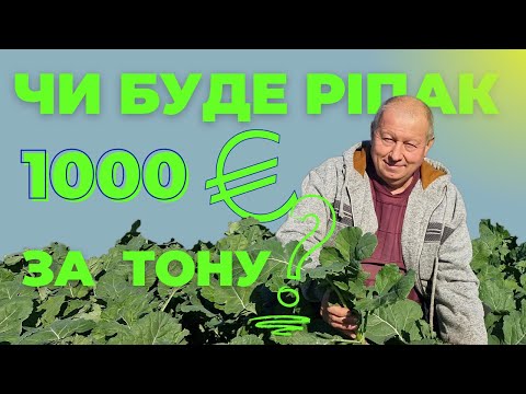 Видео: Чи буде ріпак 1 тисяча євро за тону?