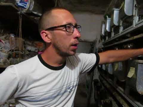 Видео: Кролики в ямі і боротьба з вздуттям