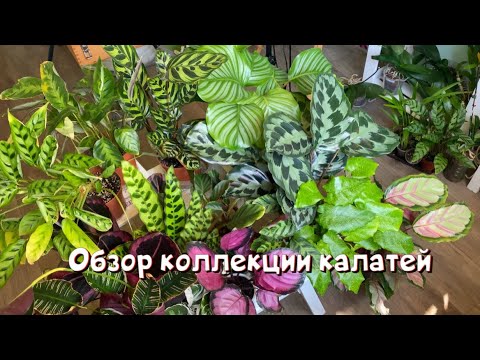 Видео: Обзор коллекции калатей.
