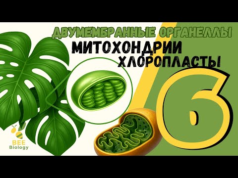 Видео: МИТОХОНДРИИ и ПЛАСТИДЫ • двумембранные органеллы клетки