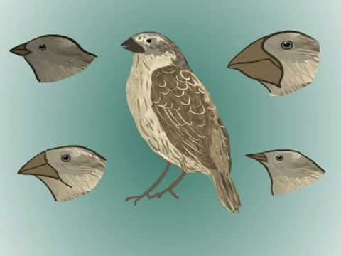 Видео: Түр түзілу