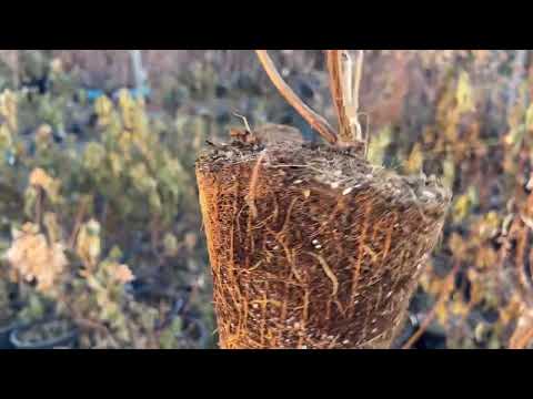 Видео: Зимовка метельчатых в горшках. Теплица 2 этажа. Уборка.