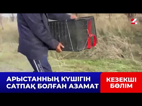 Видео: Шымкентте арыстанның күшігін сатпақ болған азаматтың үстінен іс қозғалды | Кезекші бөлім