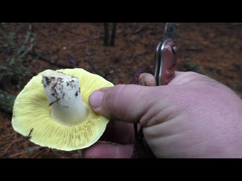 Видео: В ЛЕС ЗА ГРИБАМИ. СЕРУШКИ И ЗЕЛЕНУШКИ.