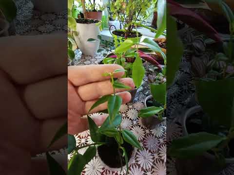 Видео: Мои молодые комнатные растения.