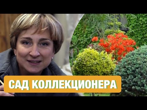 Видео: Сад коллекционных растений; декоративные растения; растения для сада; декоративные растения для сада