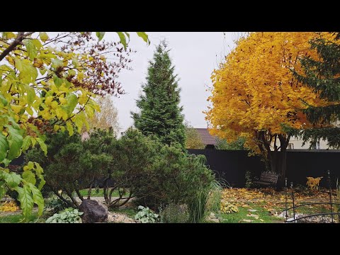 Видео: Небольшая экскурсия по нашему осеннему саду в октябре🍂