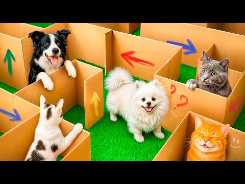 Видео: Забавные ситуации с животными и их хозяевами!