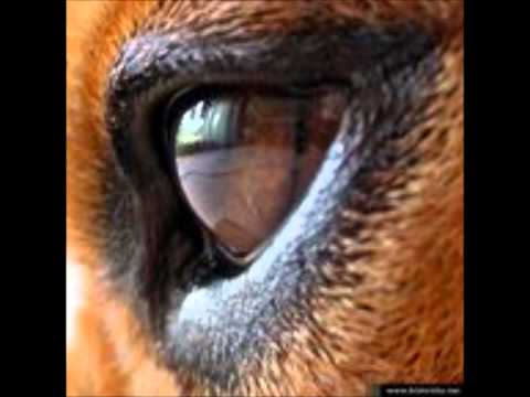 Видео: "Един прозорец още свети", "Тоника"