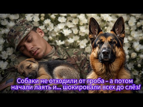 Видео: Собаки не отходили от гроба — а потом начали лаять и... шокировали всех до слёз!