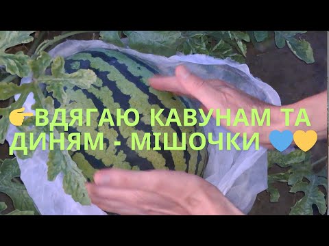 Видео: 👉ПЕРЕВІРЕНО! Третій рік мішочки з агроволокна допомогають зберегти врожай кавунів та динь.💙💛