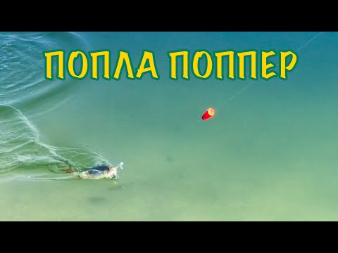 Видео: ЛОВЛЯ на ПОПЛА ПОППЕР с Каждого Заброса! КРАСИВАЯ Рыбалка на попла поппер!