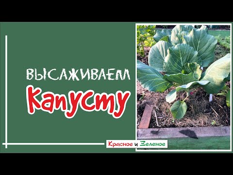 Видео: Посадка капусты в грунт. 100% приживаемость