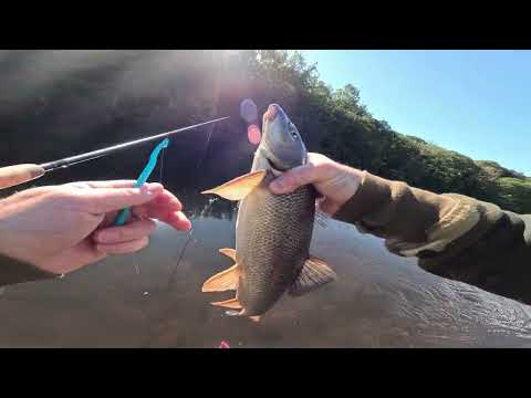 Видео: Фантастическая рыбалка на центральную блесну на реке: ловля усача, плотвы и ельца