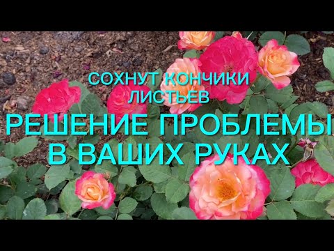 Видео: Розы. Почему сохнут кончики листьев у роз. Что делать??? Решение есть….🌹🌹🌹