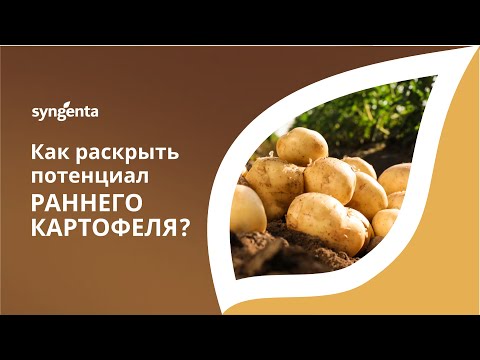 Видео: Как раскрыть потенциал раннего картофеля?