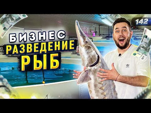 Видео: Выращивание рыбы. Бизнес на селе. Осетровая ферма УЗВ