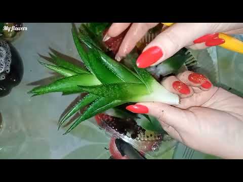 Видео: Сгнил Алоэ.Переукоренение.
