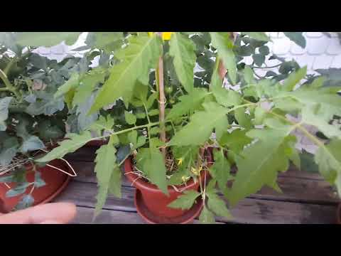 Видео: Градинката с домати на терасата ми -10 дни по-късно!