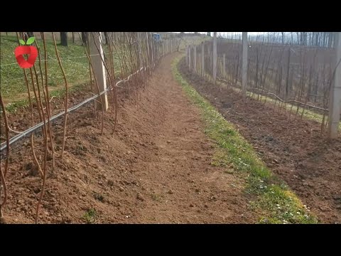 Видео: Поощряйте малину расти и получать хорошие урожаи