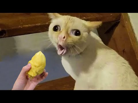 Видео: Смешные кошки и собаки заставят вас смеяться до слез 😂