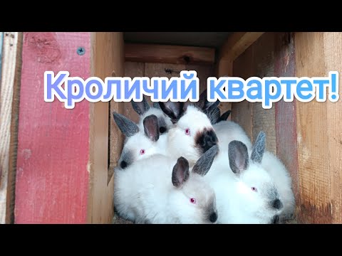 Видео: Обзор кроликов! Разведение и содержание породистых кроликов!