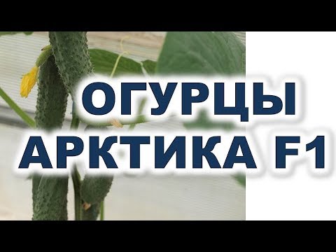 Видео: Огурцы Арктика F1 - шедевр иностранной селекции Лучший гибрид огурцов для теплицы и открытого грунта