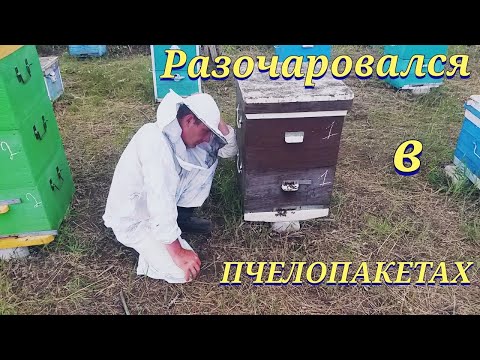 Видео: Разочаровался в пчелопакетах . Подсилил отводок , раздал вощину . Расширяем дальше только вощиной .