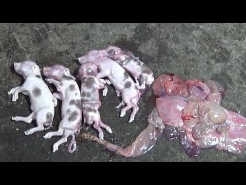 Видео: Опорос раньше срока на две недели😵 Доставал поросят🐖