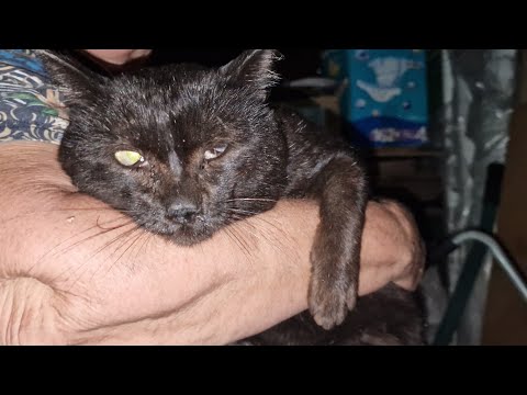Видео: 💔Кот сильно заболел и ждал смерти забившись в тёмном сарае | Четыре года ждал что кто-то его приютит
