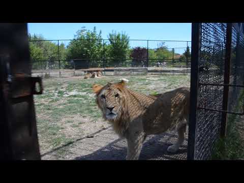Видео: БОНЯ   нашлась в вольере у РЫЖИКА  !!! Вожак всех  прайдов не хочет выходить в Саванну  !!! Тайган